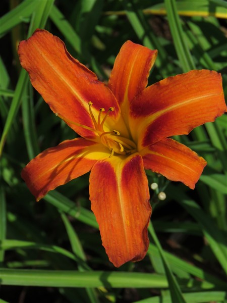 - Buy Bulk! Ditch Lily (Hemerocallis fulva) – 100 plants – only R990 - Image 6