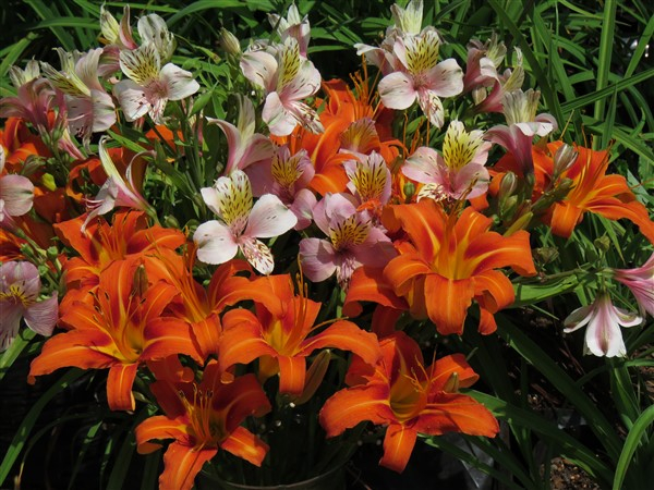 - Buy Bulk! Ditch Lily (Hemerocallis fulva) – 100 plants – only R990 - Image 5