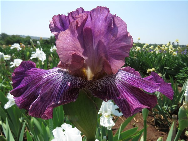 Vibrations - Image 6