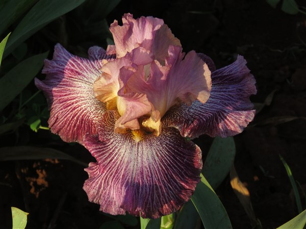 Vibrations - Image 5