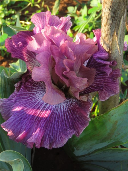 Vibrations - Image 2