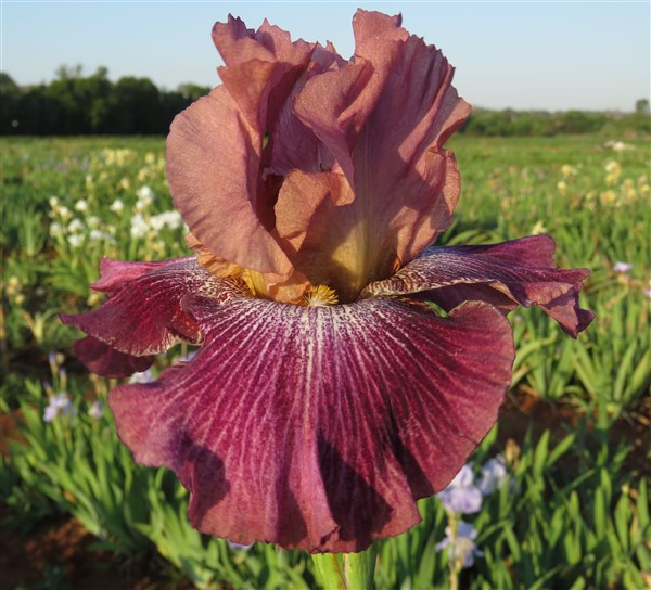 Vibrations - Image 4