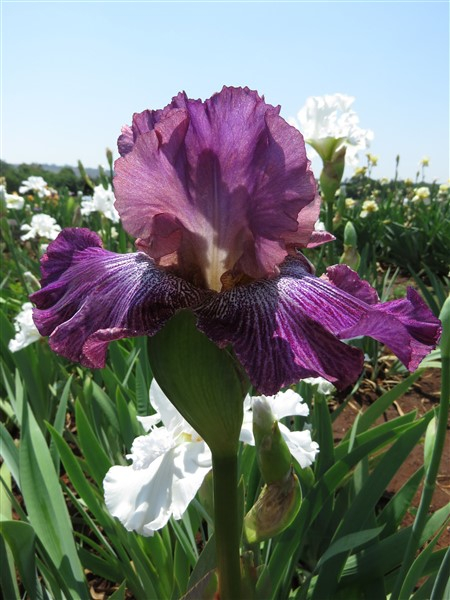 Vibrations - Image 3