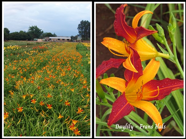 Buy Bulk! Frans Hals – 100 plants – only R990 | Mooiplaas Iris