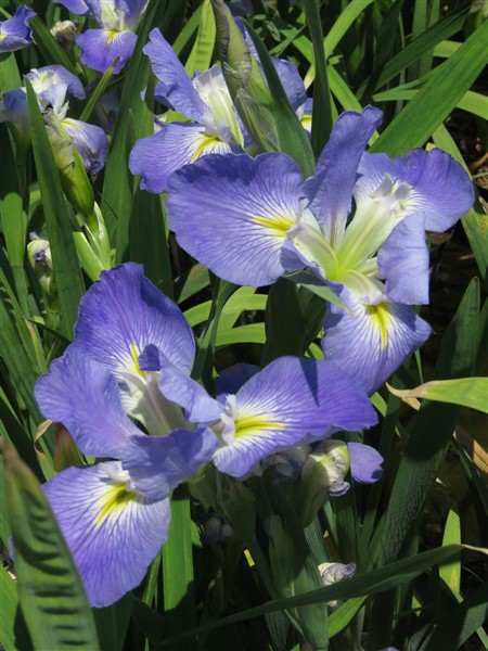 - Louisiana Iris Combo - Cool Shades (5 plants) - Image 3