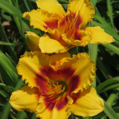 - Happiness Overload