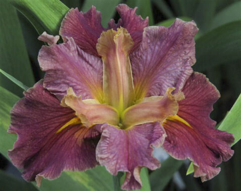 Cheaper by the Dozen!! Louisiana Iris Combo Mooiplaas Iris & Daylilies