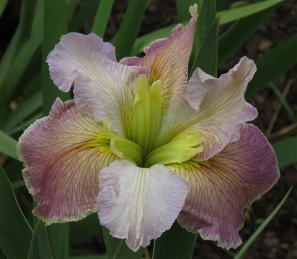 – Louisiana Iris Combo – Warm Shades (5 plants) - Image 6