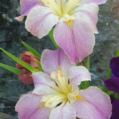 Louisiana Iris: Karanja