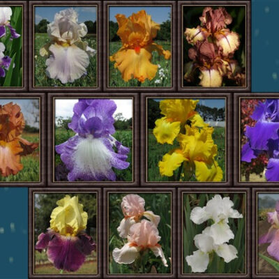 - Cheaper by the Dozen!! Bearded Iris Combo