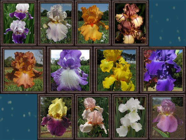 - Cheaper by the Dozen!! Bearded Iris Combo