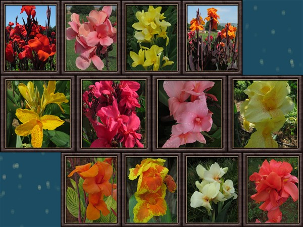 - Cheaper by the Dozen!! Canna Combo