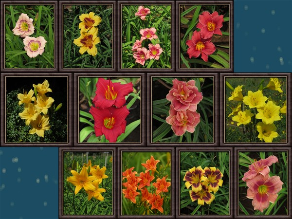 - Cheaper by the Dozen!! Miniature Daylily Combo