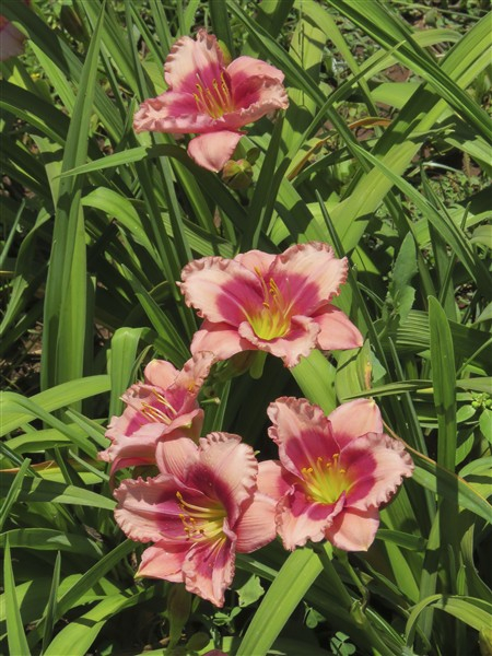 - Cheaper by the Dozen!! Miniature Daylily Combo - Image 4