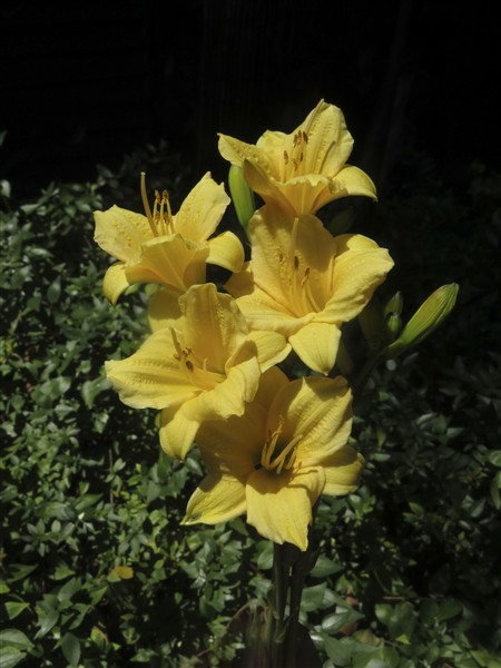 - Cheaper by the Dozen!! Miniature Daylily Combo - Image 6