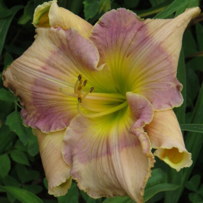 - Let's Twist Again!