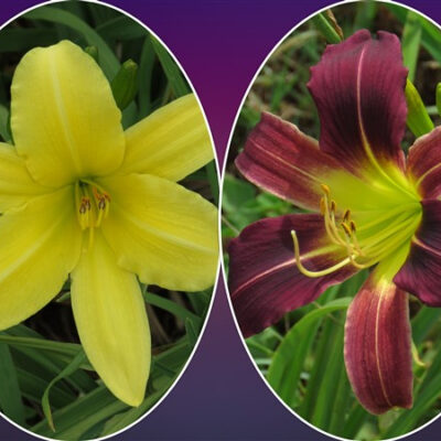 Amazing R100 Deals: x2 American Popcorn x2 Little Grapette