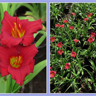 miniature - Crimson Icon