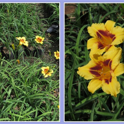 Amazing R100 Deals: Cherry Custard (miniature) – 5 plants!