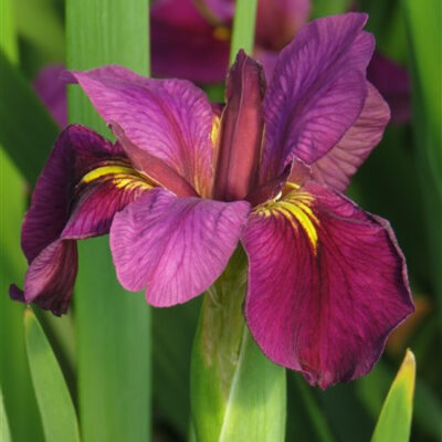 Spuria Iris - 'Imperial Ruby'