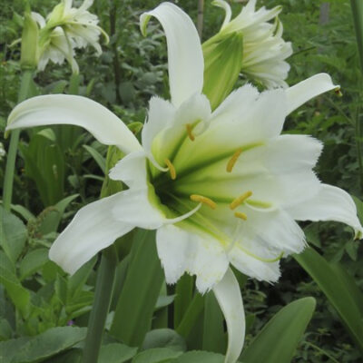 Hymenocallis (Spider Lily) (2 Bulbs R100)