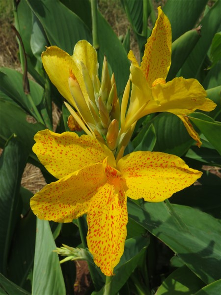 – Buy Bulk! Canna: Golden Lucifer – 40 plants – only R900