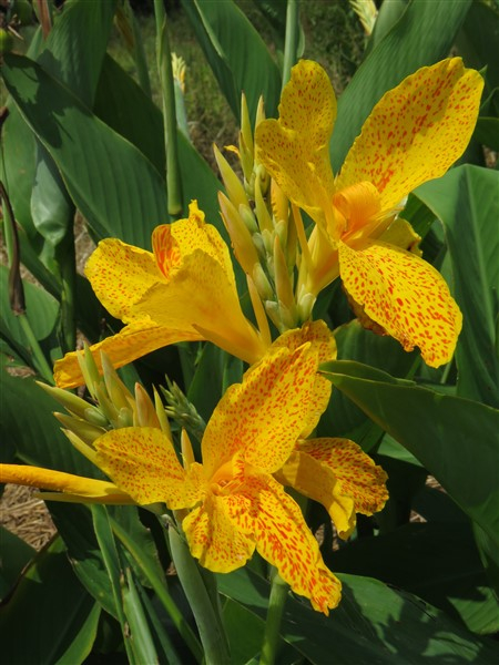 – Buy Bulk! Canna: Golden Lucifer – 40 plants – only R900 - Image 3
