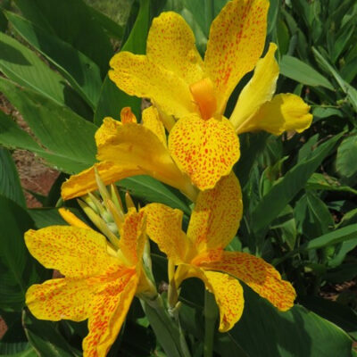 Amazing R100 Deals: Canna – Golden Lucifer: 3 plants!
