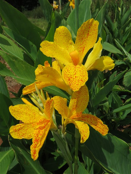 – Buy Bulk! Canna: Golden Lucifer – 40 plants – only R900 - Image 2