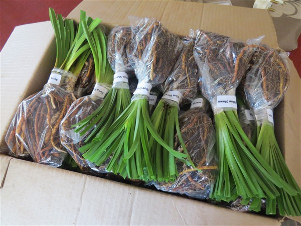 - Amazing R100 Deals: Meadow Sprite (miniature) – 3 plants! - Image 5