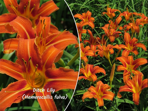 - Buy Bulk! Ditch Lily (Hemerocallis fulva) – 100 plants – only R990