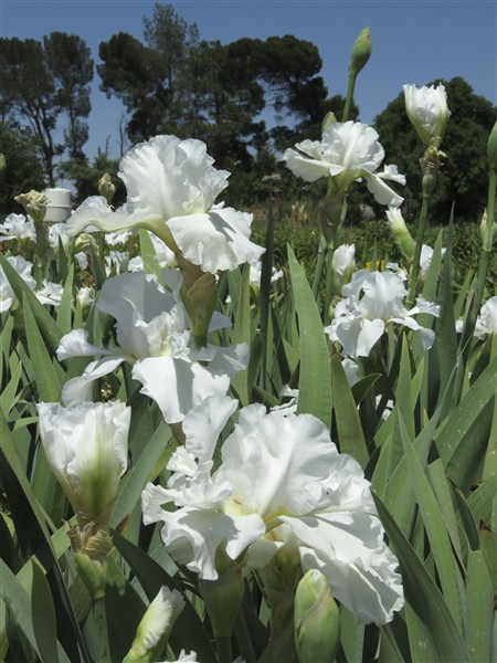 Amazing Deal: Mesmerizer – (3 for 2) - Image 3