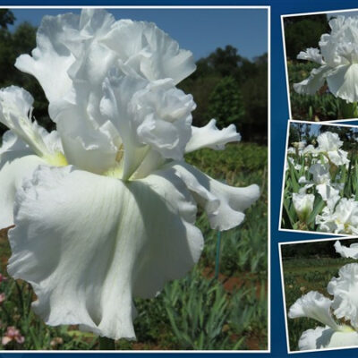 Amazing Deal: Mesmerizer – (3 for 2)