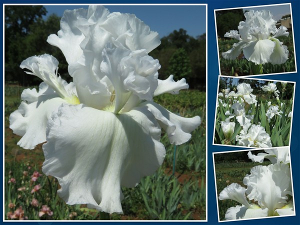 Amazing Deal: Mesmerizer – (3 for 2)