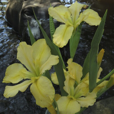 Louisiana Iris: Dural Charm