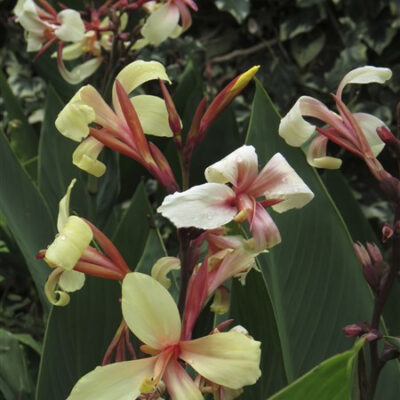 - Canna - glauca 'Panache'